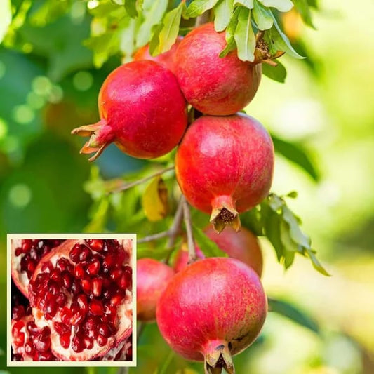 Australian Anar Plant