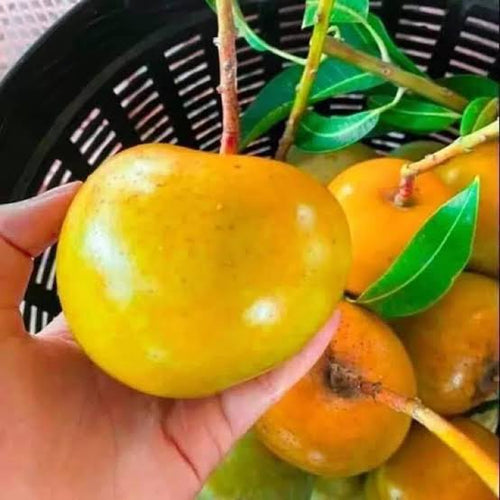 Parsemon Mango Plant