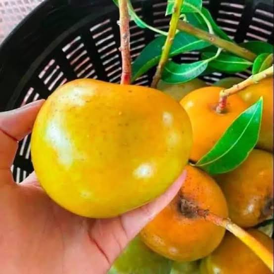 Parsemon Mango Plant