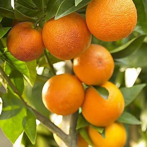 Pakistani Orange Grafted Plant