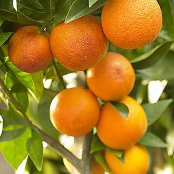 Pakistani Orange Grafted Plant