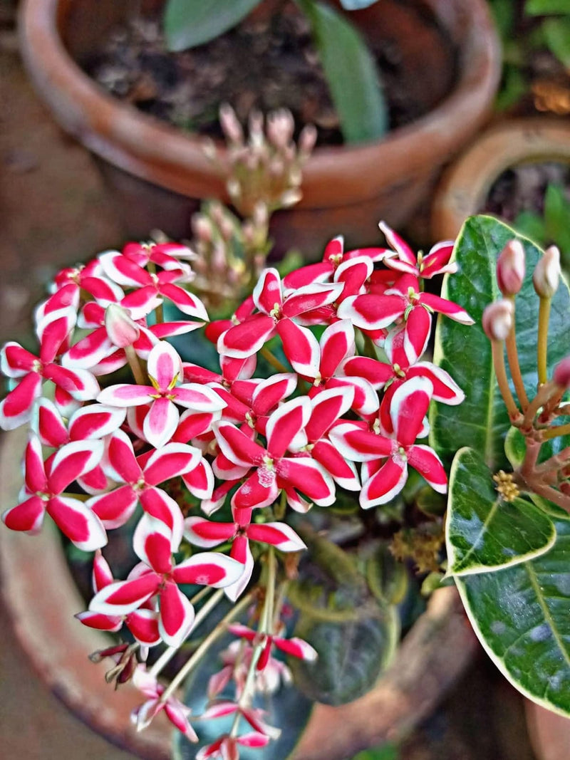 Bi Colour Ixora