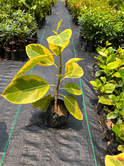 Ficus Benghalensis / Banyan Variegated