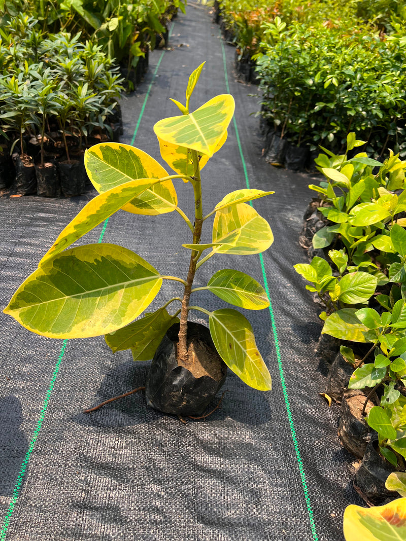 Ficus Benghalensis / Banyan Variegated