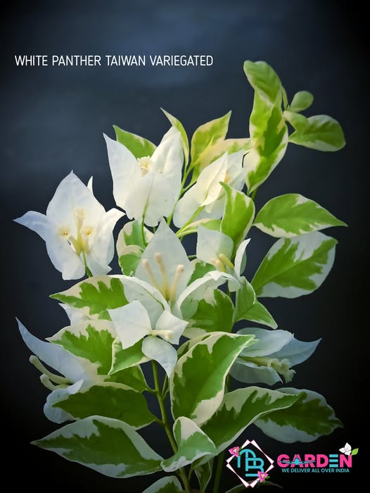 White Panther Variegated