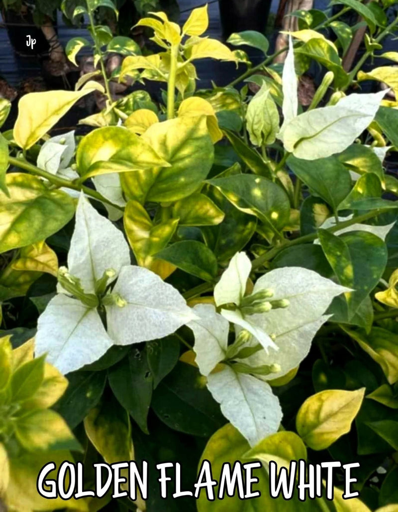 Golden Flame White