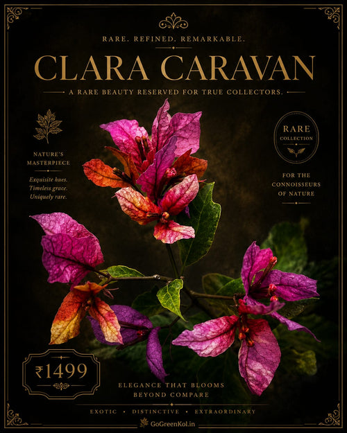 Clara Caravana