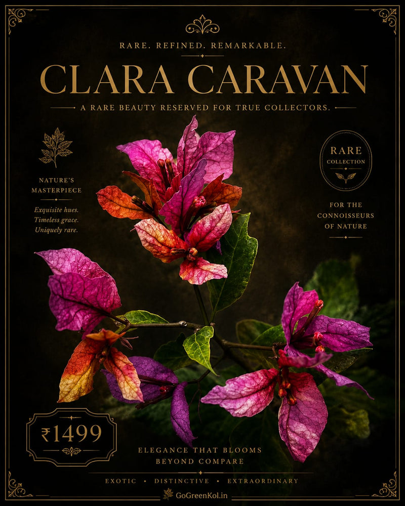 Clara Caravana