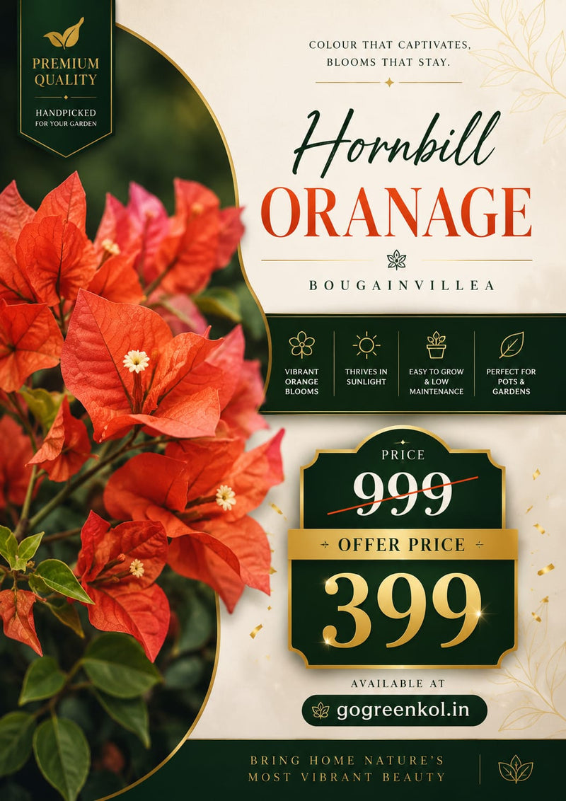 Hornbill Orange