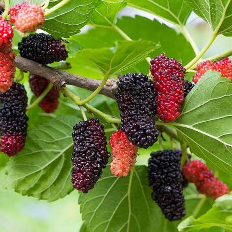Malberry