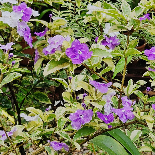 Variegated Yesterday-Today-Tommrrow/বিচিত্রা (ভেরিগেটেড)