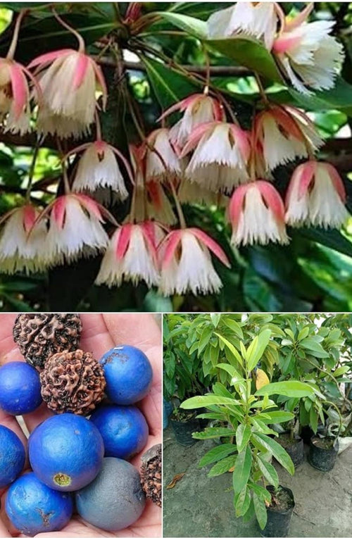 Original Rudraksha plant
