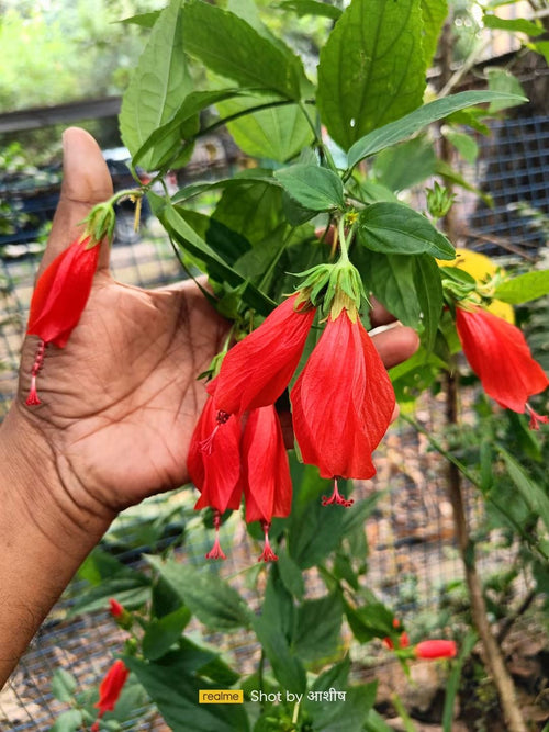 Hibiscus Chilli /লঙ্কা জবা