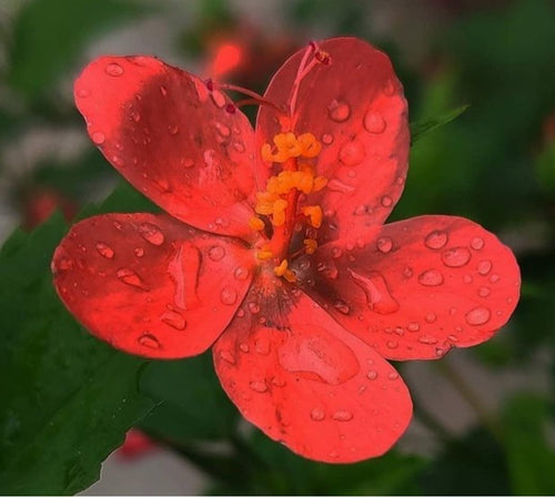 Chutki Hibiscus /চুটকি জবা
