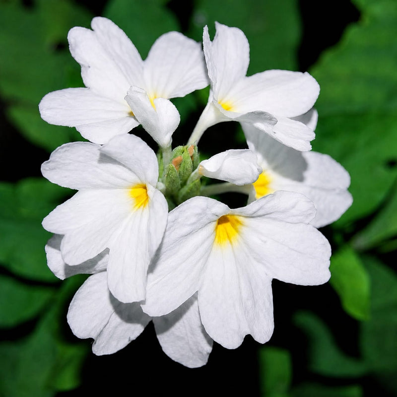 White Crossendra