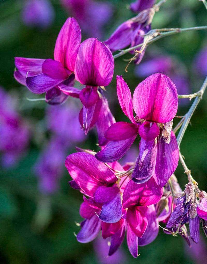 Lespedeza Flower