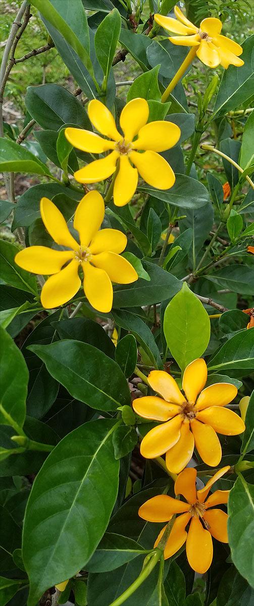 Yellow Gardenia / হলুদ গন্ধরাজ (colour changing +scented)