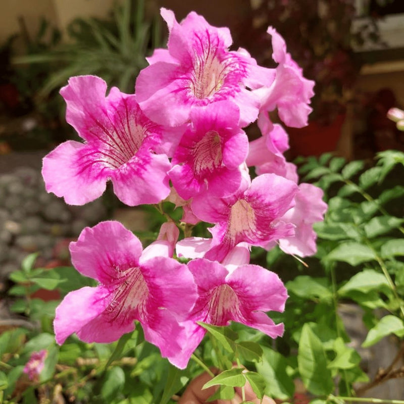 Tecoma Pink