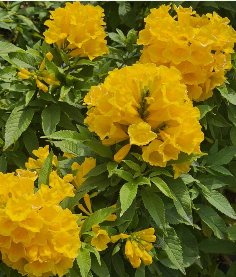 Tecoma Yellow