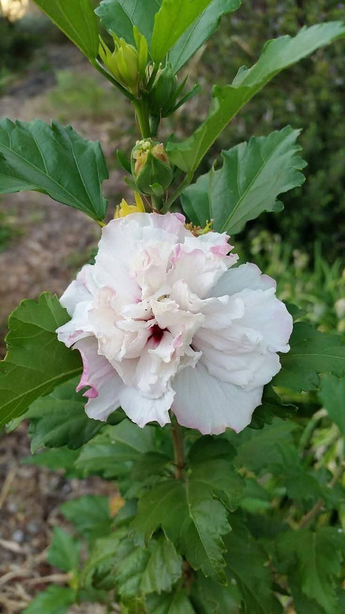 Multi Petal White Hibiscus