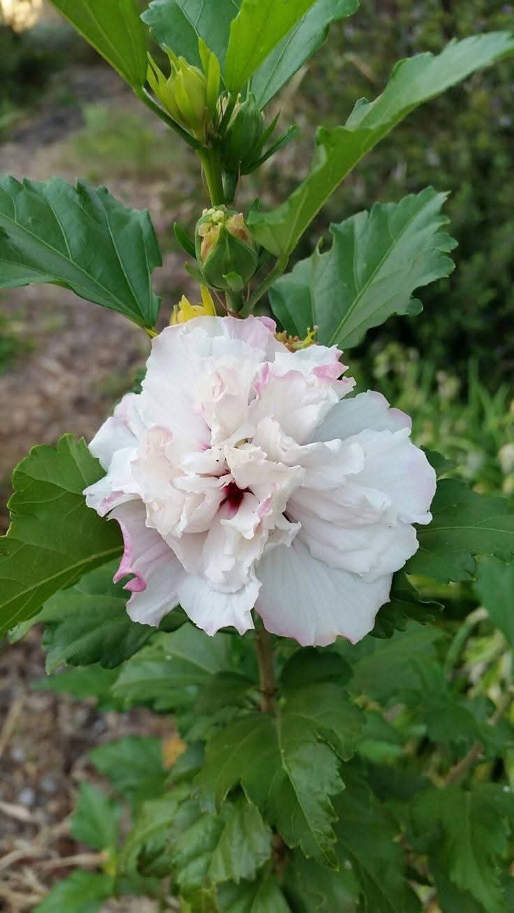 Multi Petal White Hibiscus
