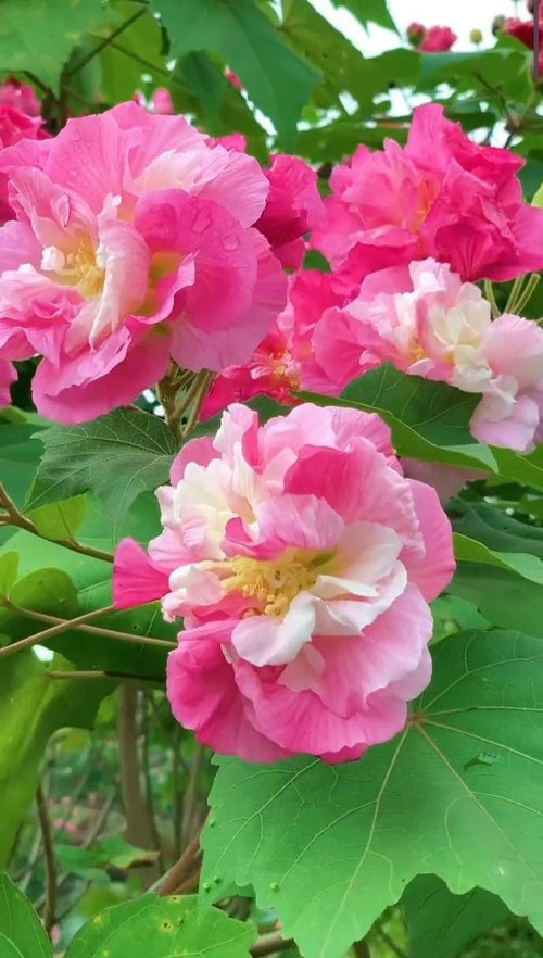 Pink Sthal Padma