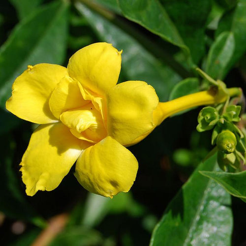 Double petal Yellow Alamunda