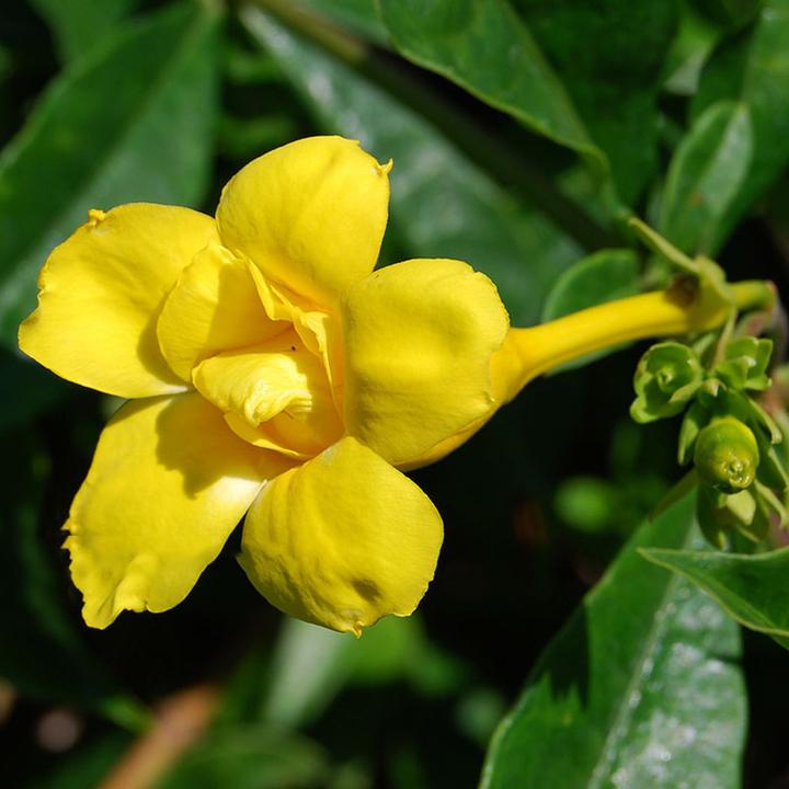 Double petal Yellow Alamunda