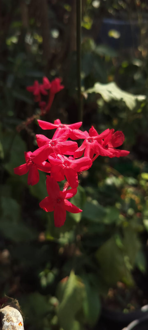 Red Plumbago /লাল চিত্রক