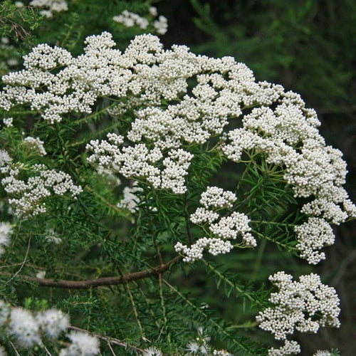 Rice Flower