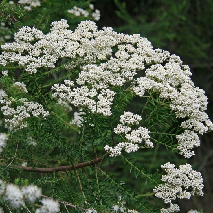 Rice Flower