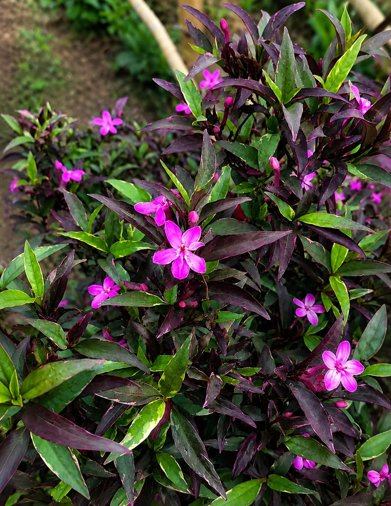 নীল টগর ( variegated)