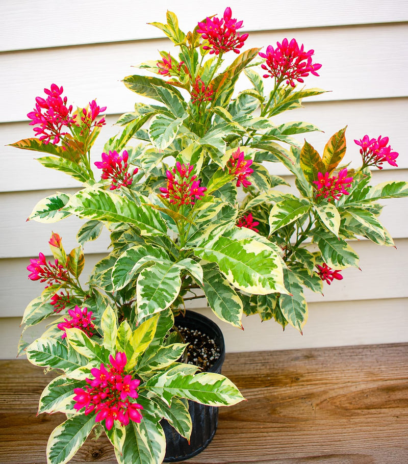 Jatropha Variegated