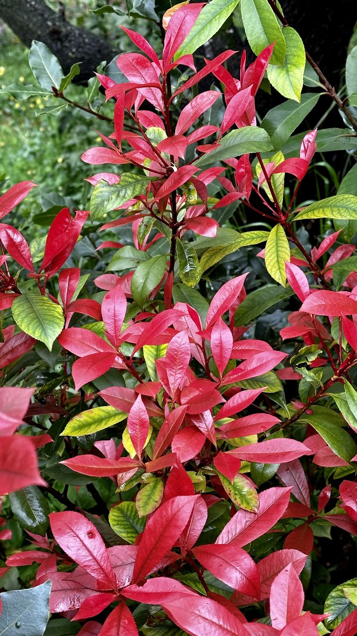 Syzygium Black