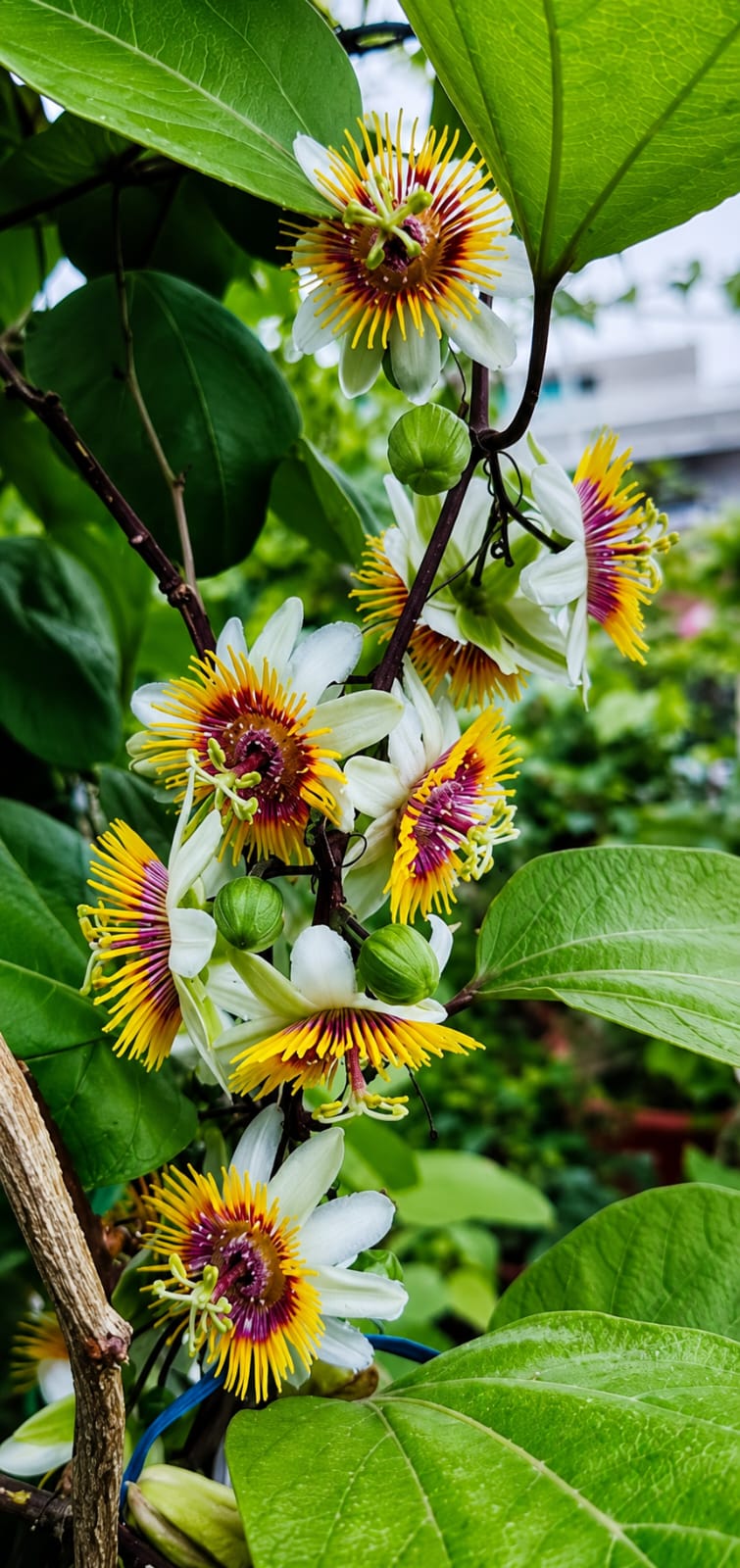 Yellow Passion Flower