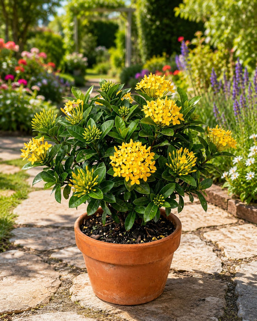 Ixora Bombay Yellow