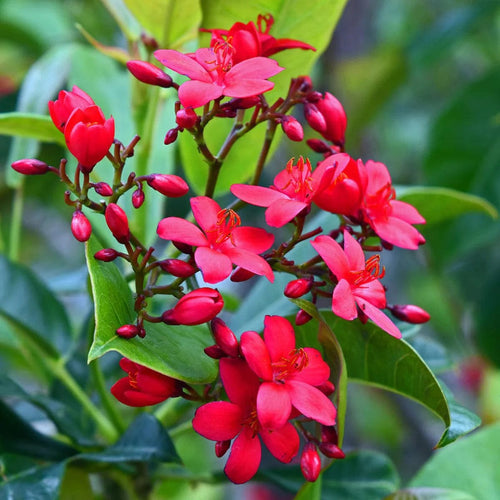 Jatropha Green