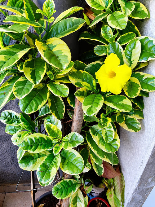 Variegated Creeper Alamunda