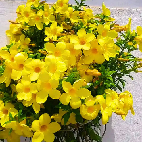 Creeper Alamunda
