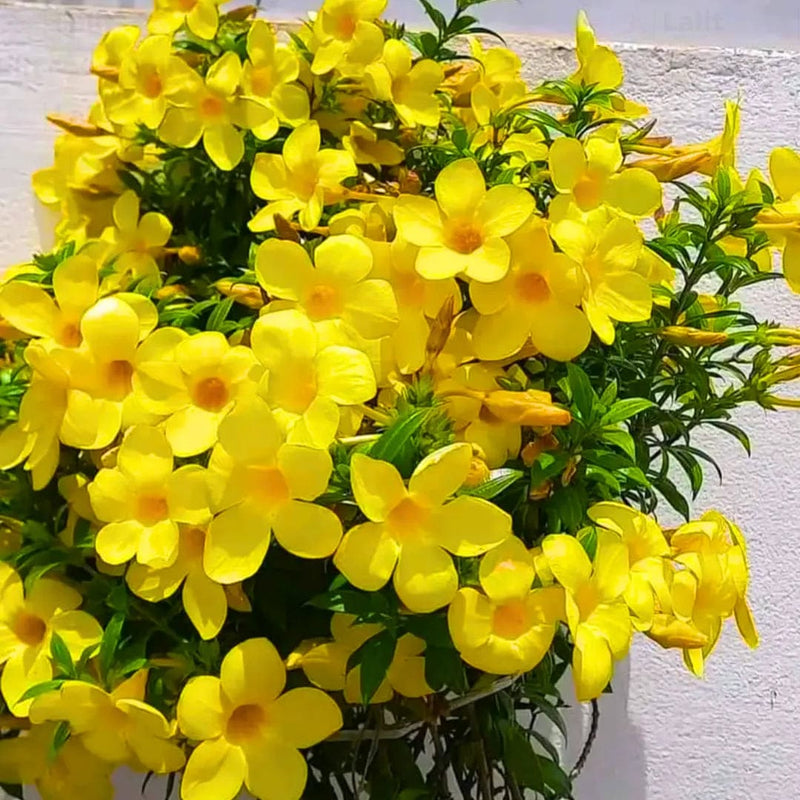 Creeper Alamunda