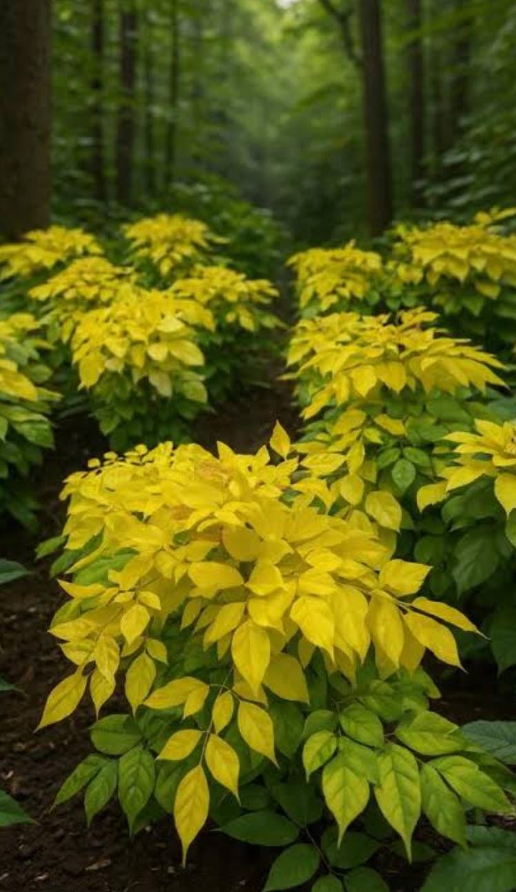 Golden Machira