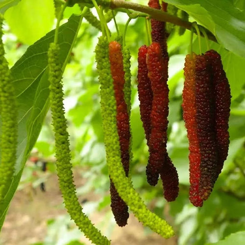 Malberry Super Long 8 inch