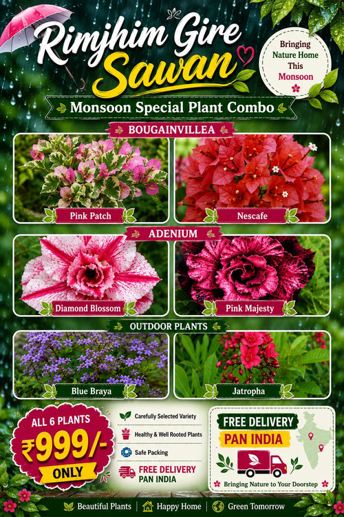 Moonsoon Special Plant Combo