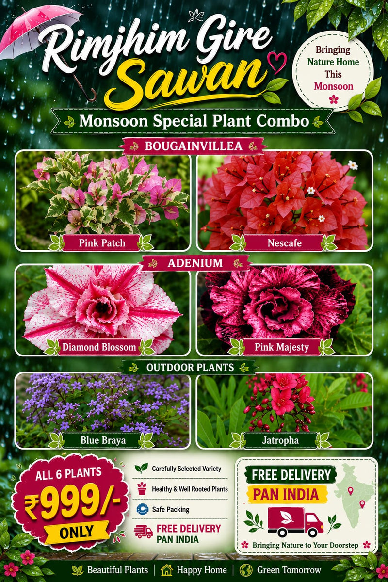 Moonsoon Special Plant Combo