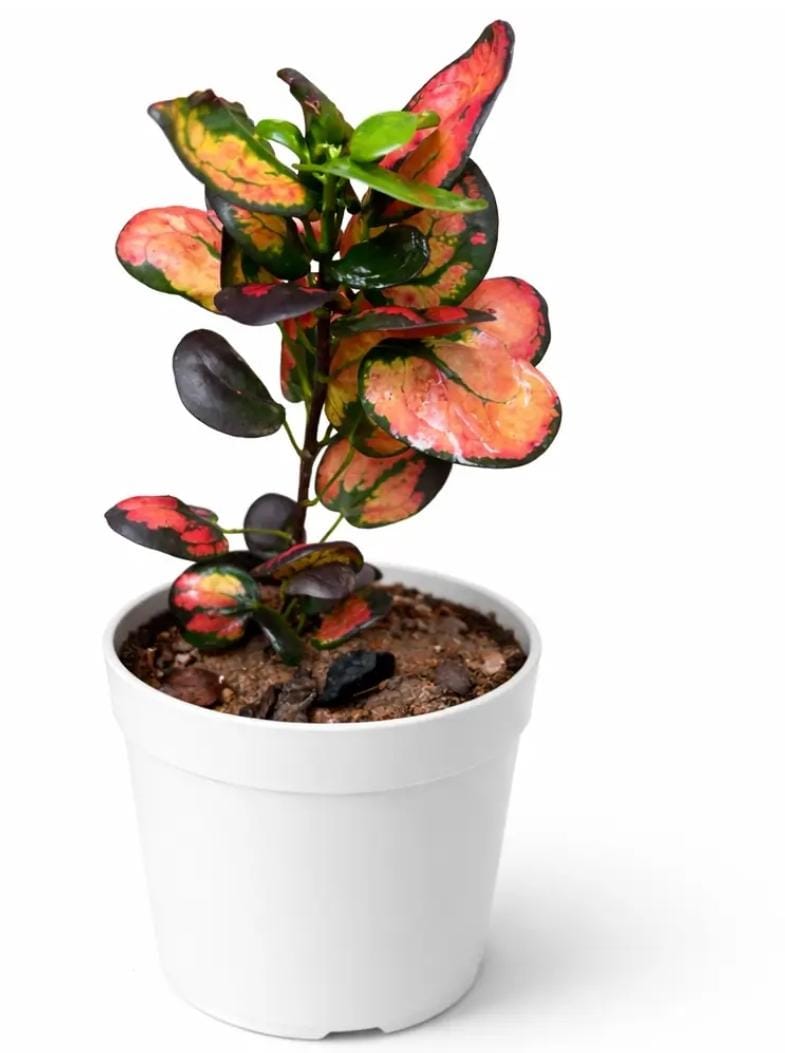 Apple Croton