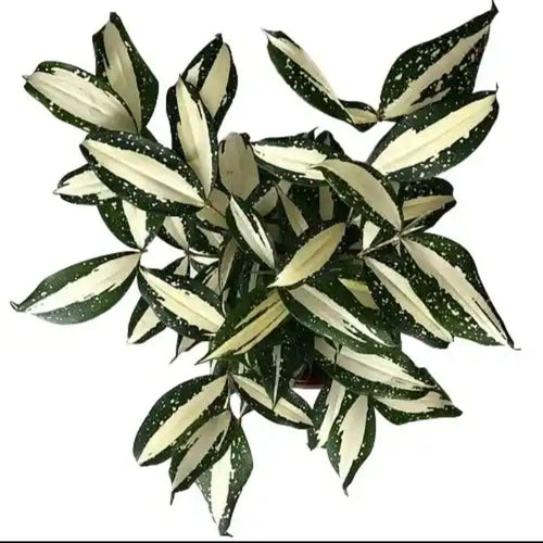 Gold Dust Dracaena