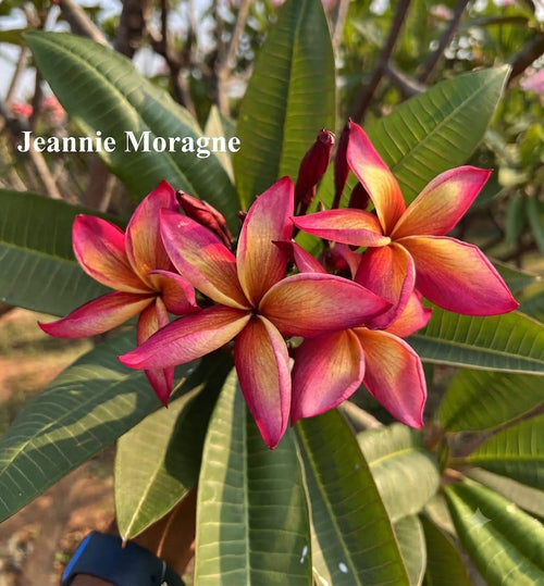 Jeannine Morangne (Chapa)