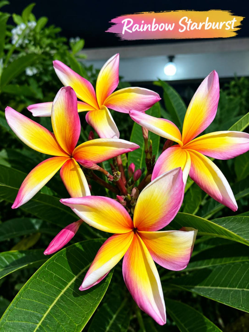 Rainbow Little Star (Chapa)