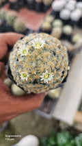 Powder Puff Cactus