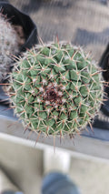 Hexaedrophorus Thelocactus